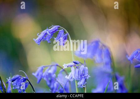 Feder bluebells (hyacinthoides non scripta), County Fermanagh, Nordirland, Großbritannien. Stockfoto