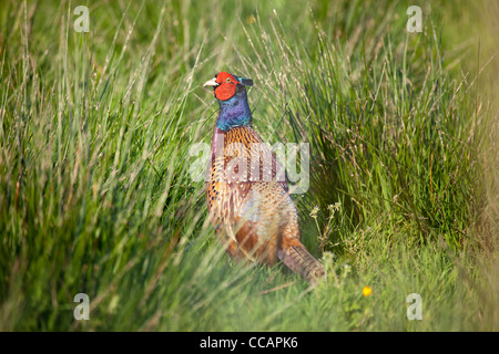 Männliche gemeinsame Fasan (Phasianus colchicus) im Grünland, County Fermanagh, Nordirland, Großbritannien. Stockfoto