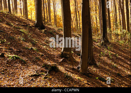 Lange Schatten der Bäume in einem herbstlichen Wald durch das goldene Licht der untergehenden Sonne beleuchtet Stockfoto