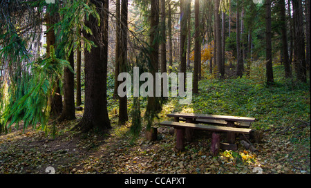 Schöne Sonnenlicht über eine Picknickbank in einem Kiefernwald Stockfoto