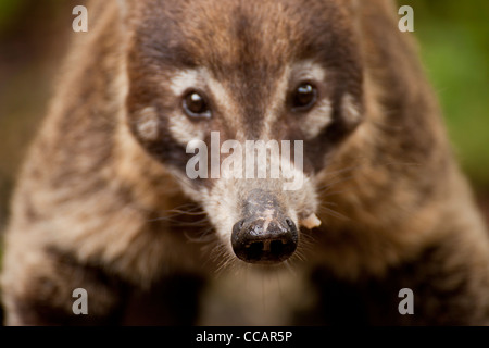 Weiße Nase Nasenbär (Nasua Narica), Montezuma, Halbinsel Nicoya, Costa Rica, Mittelamerika Stockfoto