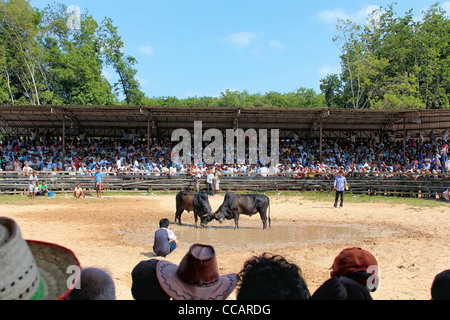 Stierkampf in Hatyai, Süd-Thailand Stockfoto