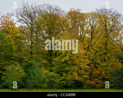 Buchen- und Nadelwäldern im Herbst mit farbigen Blättern Stockfoto