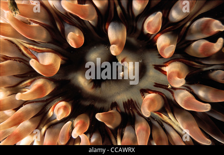 Nahaufnahme von der mündlichen Disc eine Dahlie Anemone, Urticina Felina, Plymouth Sound, Devon, UK Stockfoto