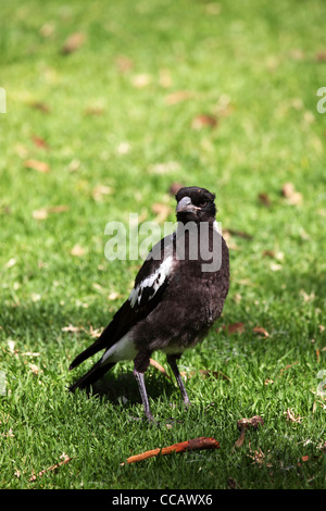 Junge australische Magpie (Gymnorhina Tibicen), Yanchep National Park, Western Australia, Australien. Stockfoto