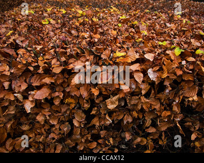 Buche Blätter im Herbst auf einer Hecke, fagus sylvatica Stockfoto