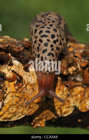 Leopard Slug (Limax Maximus) Stockfoto