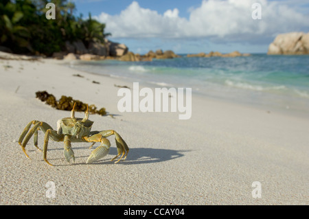 Ghost-Krabbe (Ocypode Quadrata) am Strand von Cousine Island, Seychellen Stockfoto