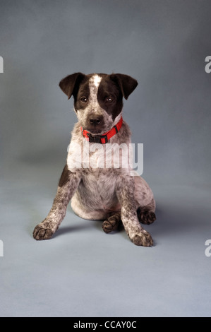 Texas Blue Heeler Welpen 11 Wochen alt. Stockfoto