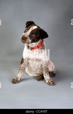 Texas Blue Heeler Welpen 11 Wochen alt. Stockfoto