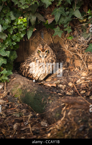 Sumpfohreule, Asio flammeus Stockfoto