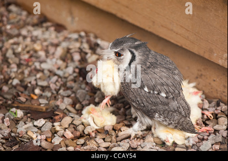 Nördlichen White-faced Zwergohreule Eule Ptilopsis leucotis Stockfoto