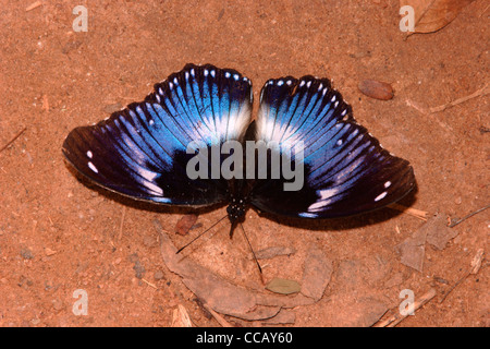 Blauen Diadem Schmetterling (Hypolimnas Salmacis: Nymphalidae), männliche puddling im Regenwald, Ghana. Stockfoto