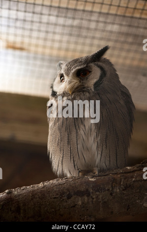 Nördlichen White-faced Zwergohreule Eule Ptilopsis leucotis Stockfoto
