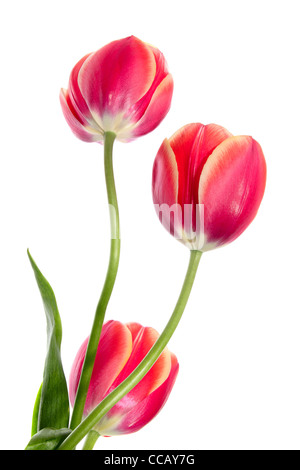 Cubiform Tulpen auf weißem Hintergrund Stockfoto