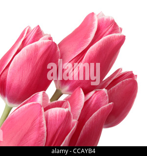 Blumenstrauß aus Tulpen auf einem weißen Hintergrund. Freistellungspfad Stockfoto
