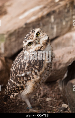 Kanincheneule, Athene cunnicularia Stockfoto
