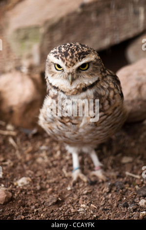 Kanincheneule, Athene cunnicularia Stockfoto