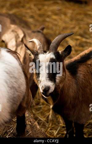 Pygmy Ziege, Capra hircus Stockfoto