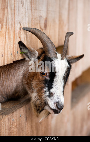 Pygmy Ziege, Capra hircus Stockfoto