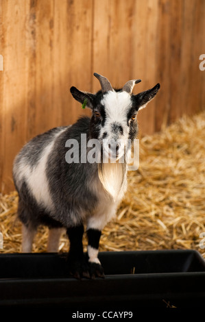 Pygmy Ziege, Capra hircus Stockfoto