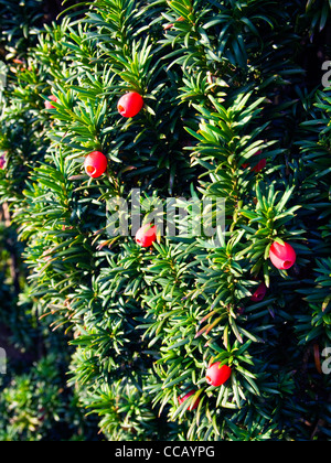 Rote Beeren die irische Eibe Stockfoto