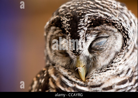 Chaco Eule Strix chacoensis Stockfoto