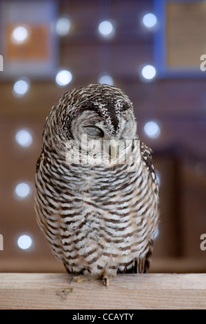 Chaco Eule Strix chacoensis Stockfoto