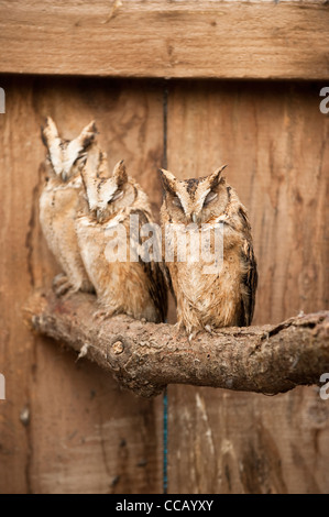 Rotflügel Zwergohreule Eulen, Otus lettia Stockfoto