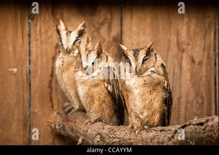 Rotflügel Zwergohreule Eulen, Otus lettia Stockfoto