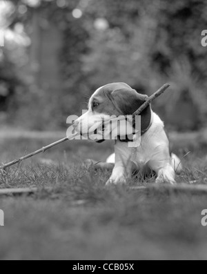 Junge Beagle kauen auf Stick. Stockfoto