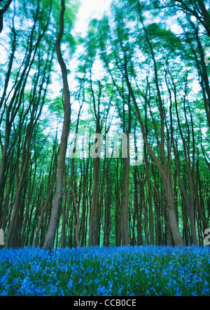 Glockenblumen unter Buche Bäume wiegen sich im Wind. Priors Holz. Somerset. England. VEREINIGTES KÖNIGREICH. Stockfoto