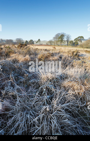 Morgen Frost auf der Mendip Hills in der Nähe von Priddy. Somerset. England. VEREINIGTES KÖNIGREICH. Stockfoto