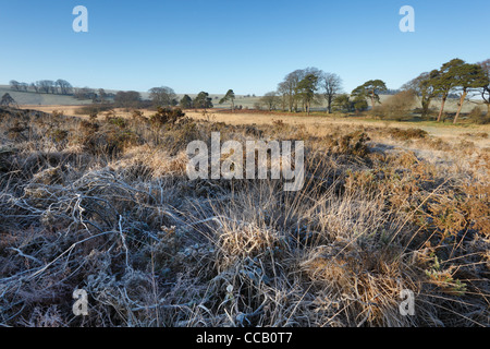 Morgen Frost auf der Mendip Hills in der Nähe von Priddy. Somerset. England. VEREINIGTES KÖNIGREICH. Stockfoto