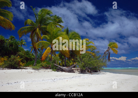 Kokos-Palmen und weißen sand Strand und blauer Himmel Tapuaetai (ein Fuß-Insel), Insel Aitutaki Atoll, Cook-Inseln, Stockfoto