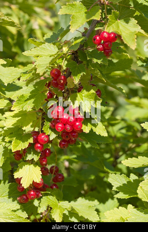 Rote Johannisbeere Beeren Ribes rubrum Stockfoto