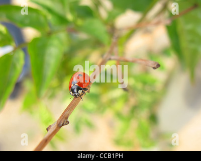 Rote Marienkäfer Nahaufnahme über grüne Blätter Stockfoto