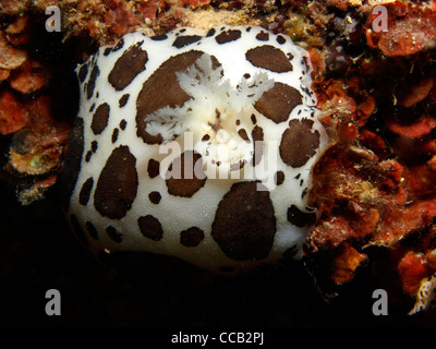 Gefleckte Schweizer Kuh Nacktschnecken im Mittelmeer Stockfoto