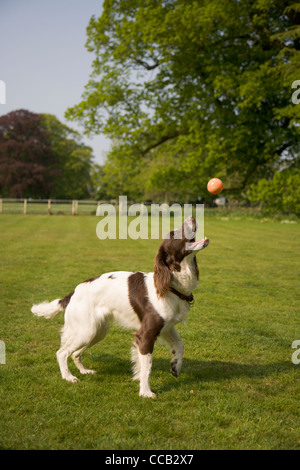 Ein Springer Spaniel springt, um einen Ball auf dem Lande Norfolk fangen Stockfoto