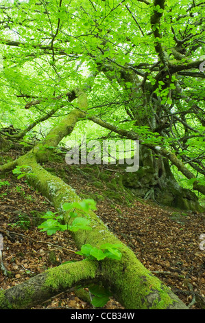 Die Birks Aberfeldy, Perthshire, Schottland. Stockfoto