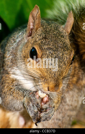 Aufnahme eines grauen Eichhörnchens Essen eine Erdnuss hautnah Stockfoto
