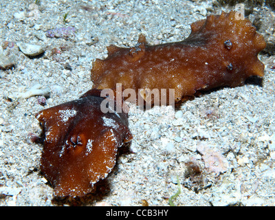 Nacktschnecken im Mittelmeer Stockfoto