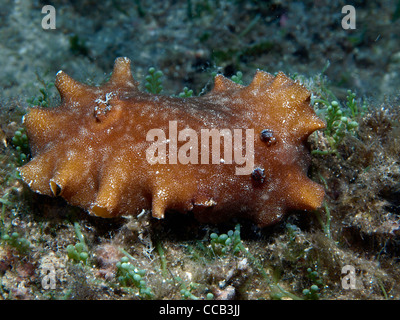 Nacktschnecken im Mittelmeer Stockfoto