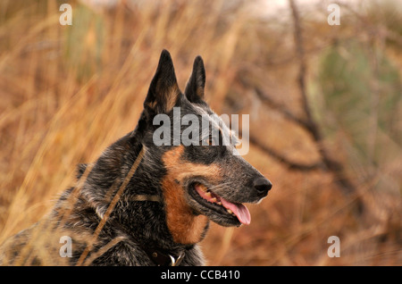 Eine weibliche Australian Cattle Dog oder Queensland Blue Heeler, wer hören beeinträchtigt, Wanderungen in Sahaurita, Arizona, USA. Stockfoto