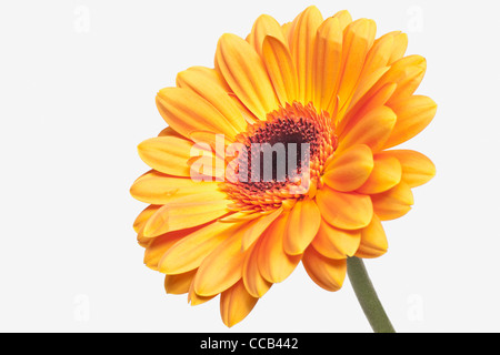 Detailansicht Einer Klingebiel Gerbera | Detail-Foto von einem gelben Gerber daisy Stockfoto