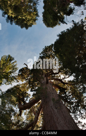 Der Grizzly Giant. Mariposa Grove. Giant Sequoia Haine. Yosemite-Nationalpark. Kalifornien. USA Stockfoto
