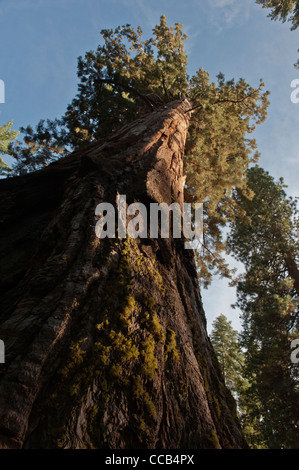 Der Grizzly Giant. Mariposa Grove. Giant Sequoia Haine. Yosemite-Nationalpark. Kalifornien. USA Stockfoto