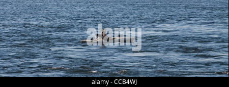 Burlington Vermont Ufer Boote Lake Champlain New England USA Mann mit Kajak und Hund Stockfoto