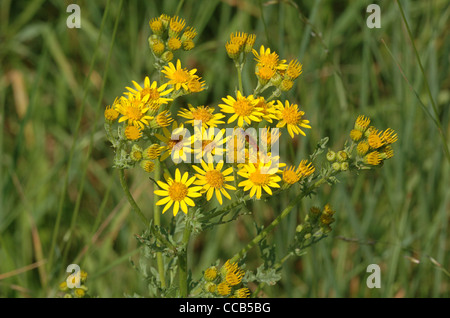 Gemeinsamen Kreuzkraut, Senecio Jacobaea, Blumen. Stockfoto