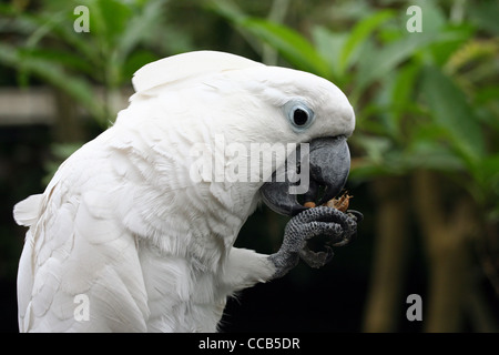 Weiße Kakadu, cacatua Alba (auch als Regenschirm kakadu oder u2 bekannt), Essen von Muttern. Stockfoto